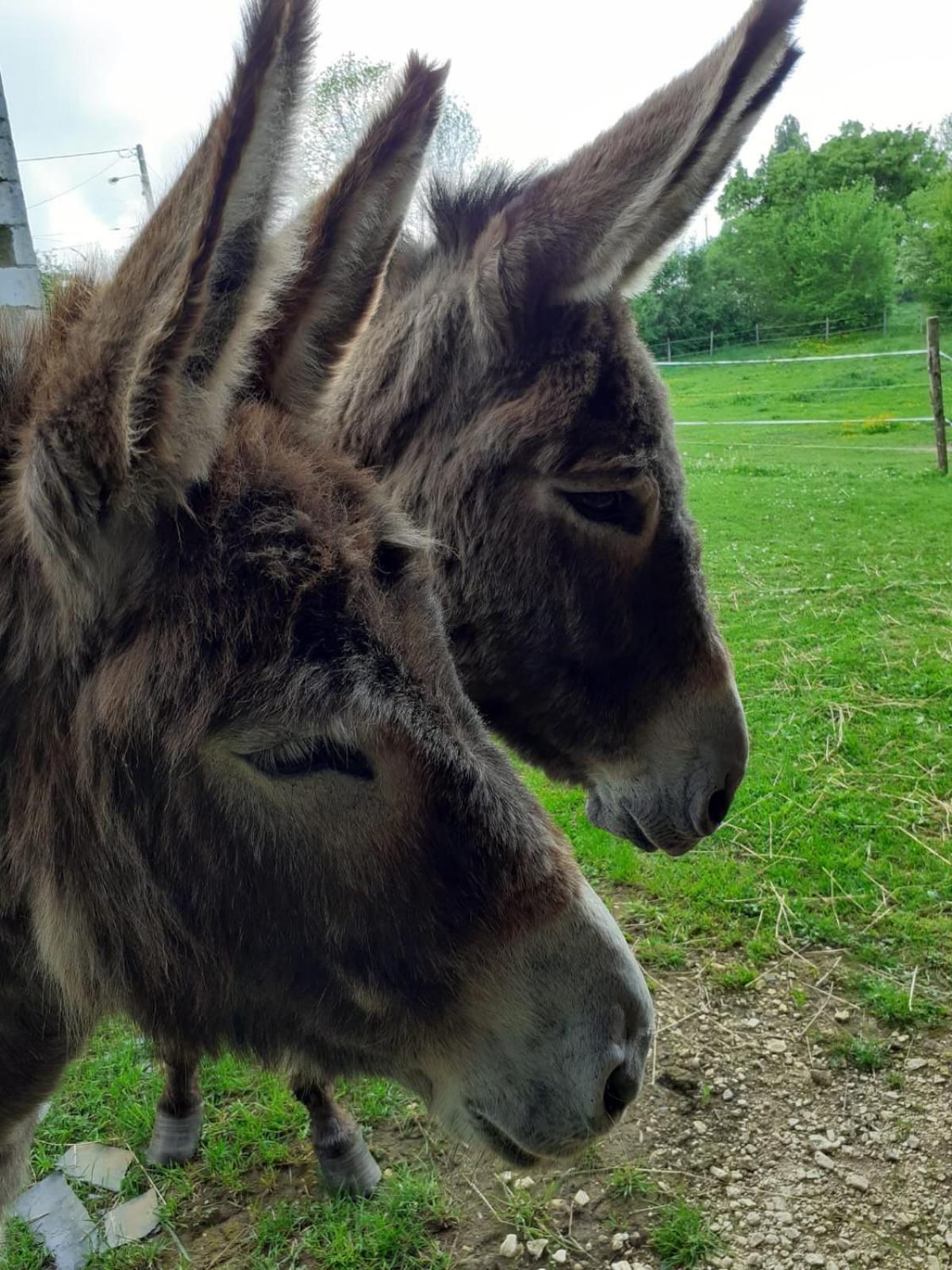 Gite Aux Anes Avec Spa Menetou-Ratel Esterno foto