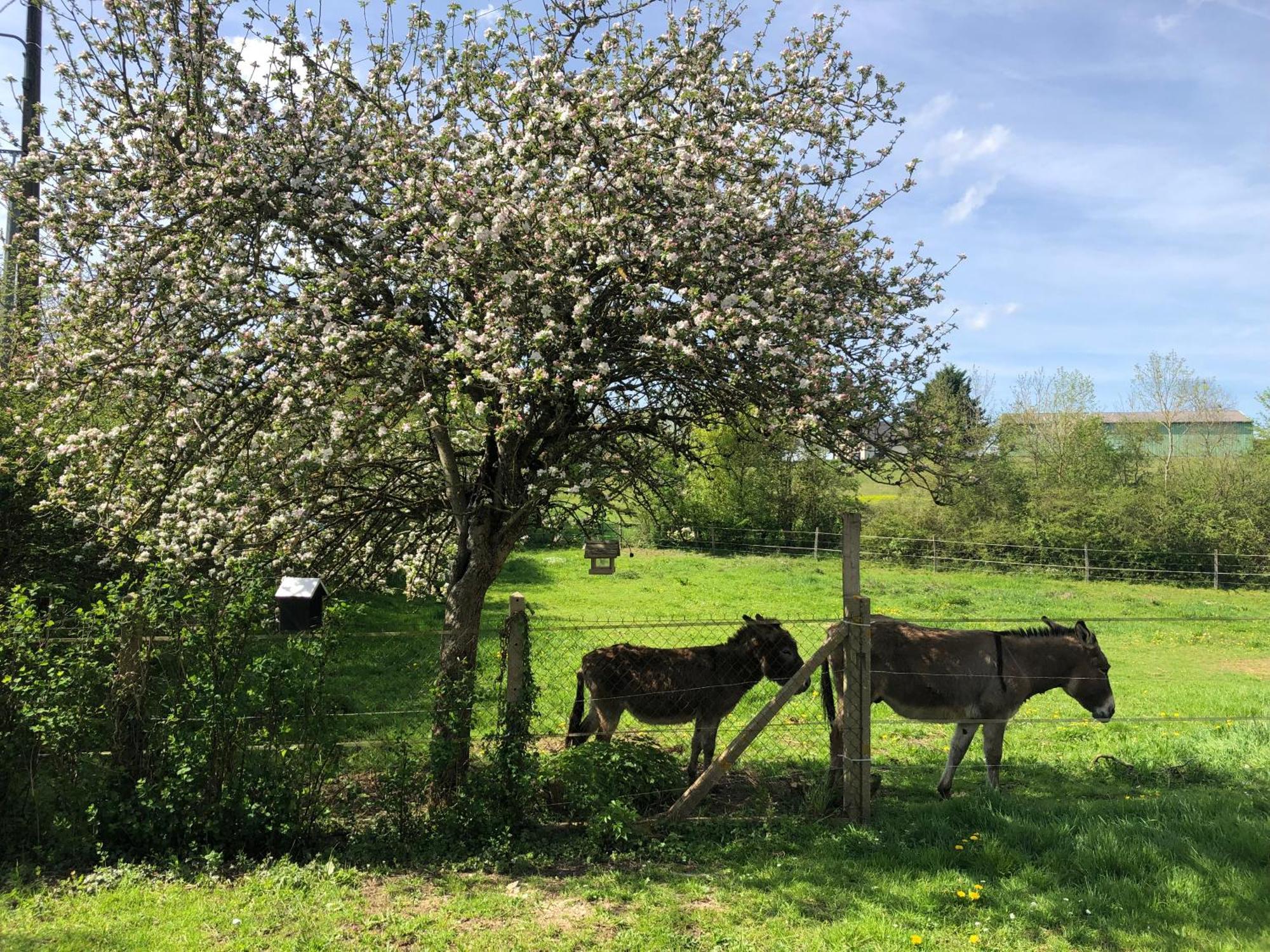 Gite Aux Anes Avec Spa Menetou-Ratel Esterno foto