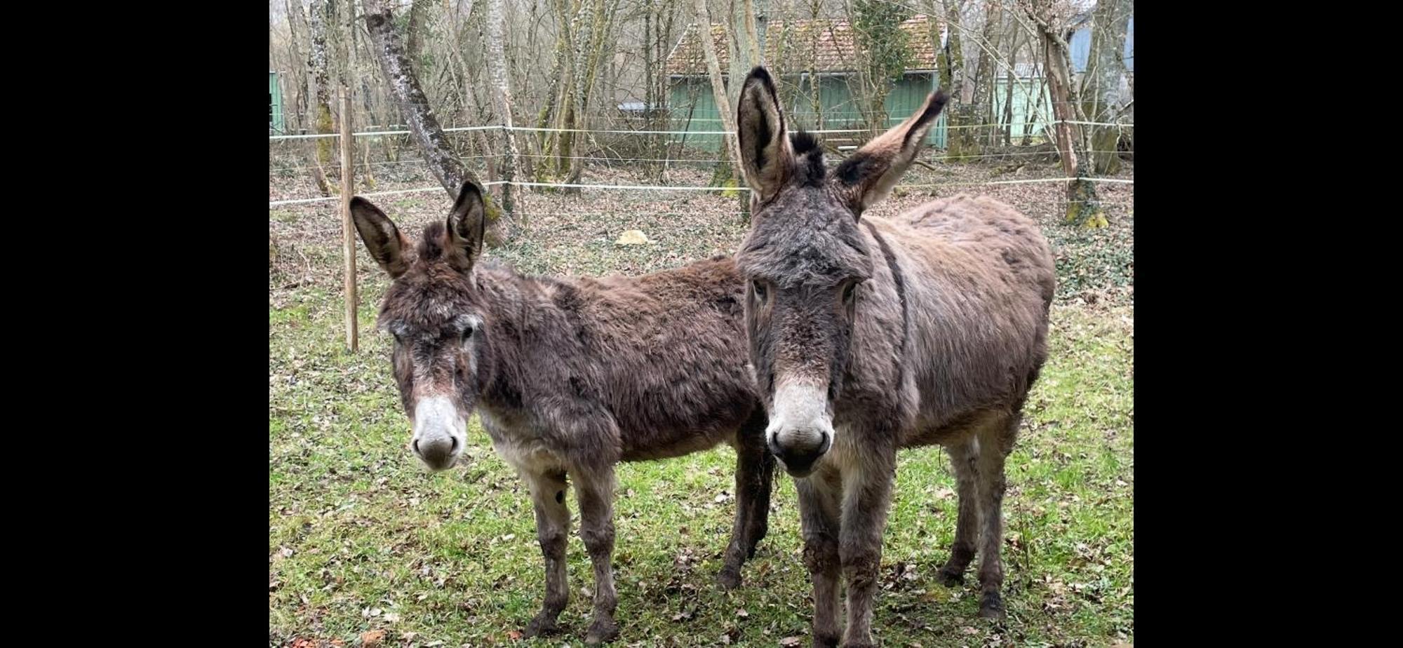 Gite Aux Anes Avec Spa Menetou-Ratel Esterno foto